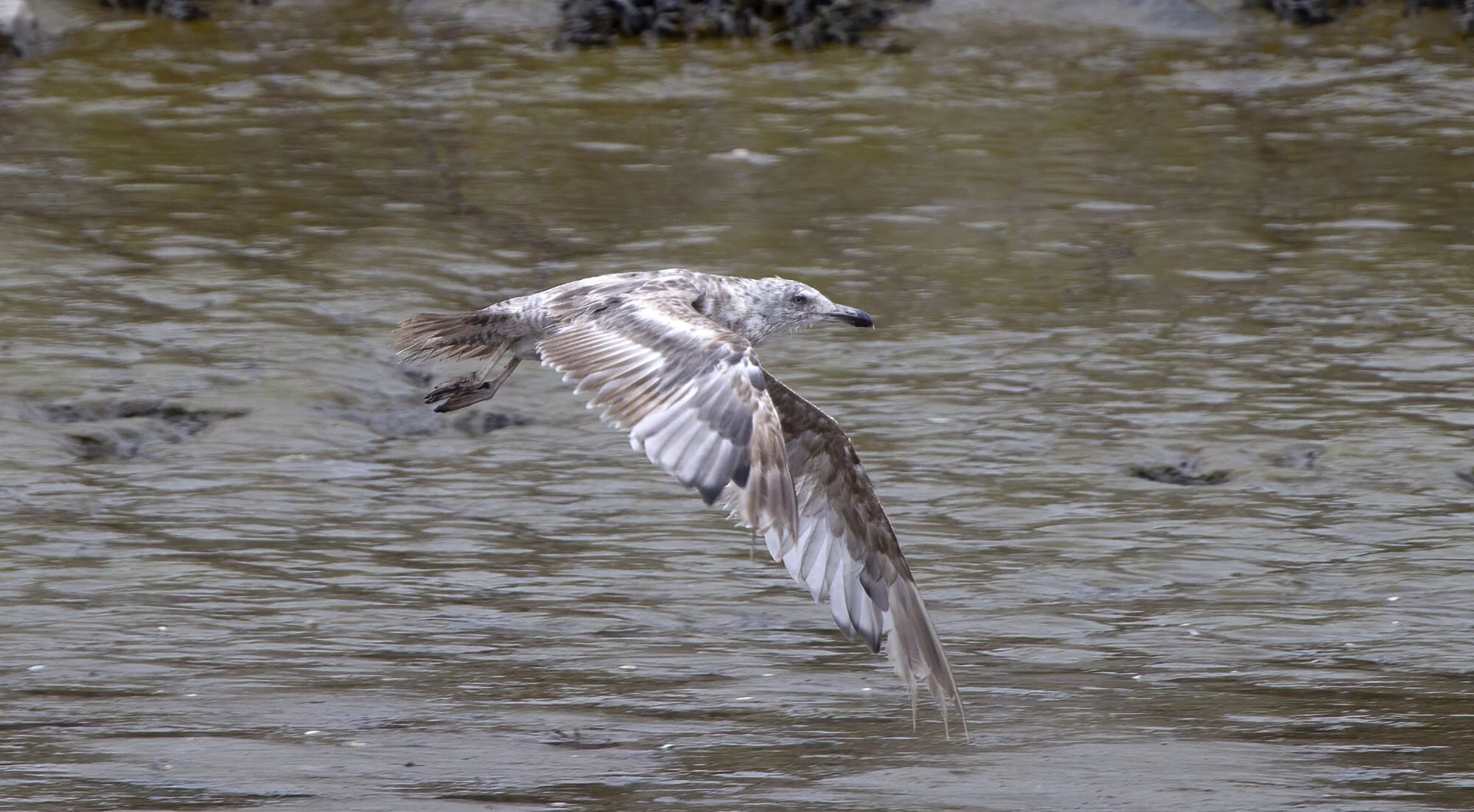 American Herring Gull Blennerville August 2010