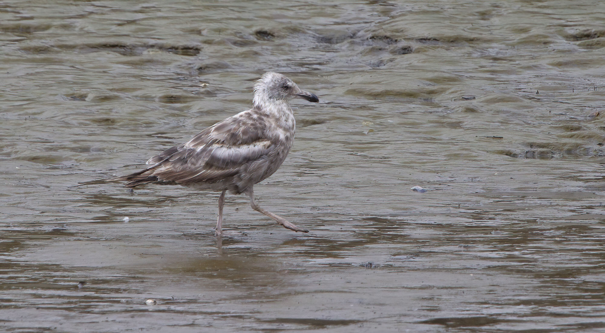 American Herring Gull Blennerville August 2010