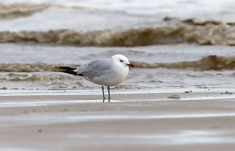 Audouin's Gull Anderby Lincolnshire August 2008