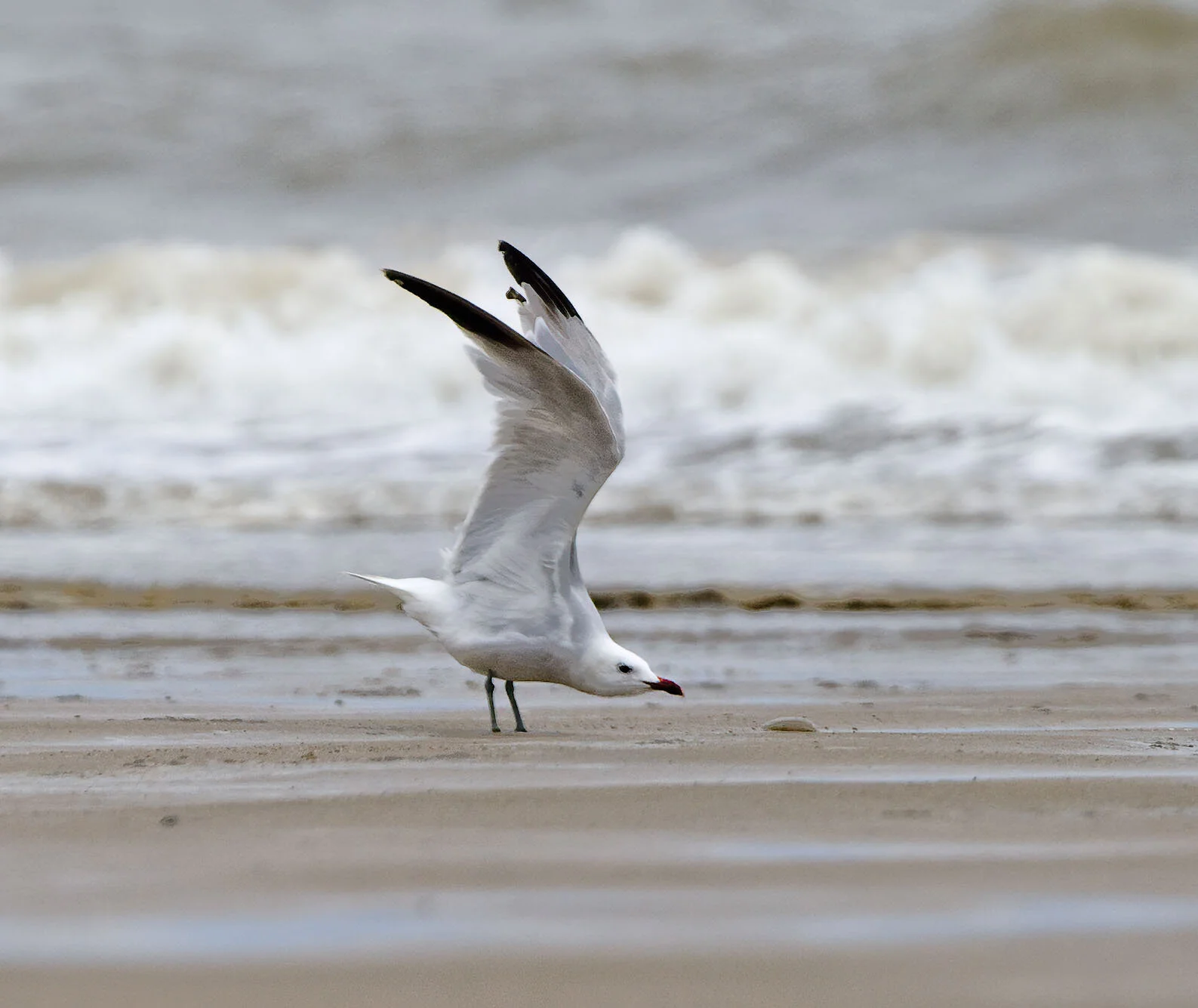 Audouin's Gull Anderby Lincolnshire August 2008
