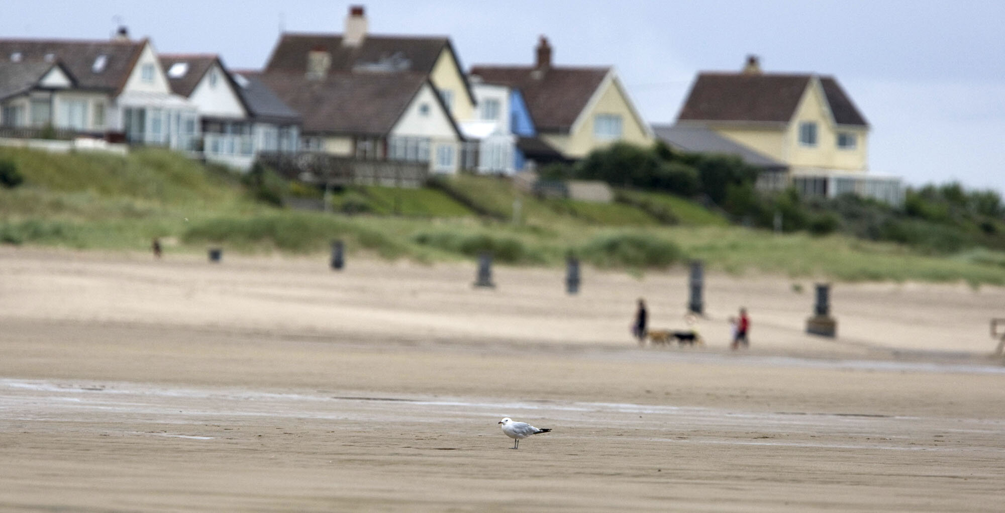 Audouin's Gull Anderby Lincolnshire August 2008