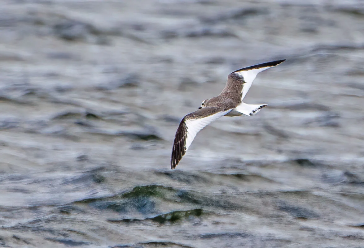 Sabine's Gull Belvide Reservoir September 2011