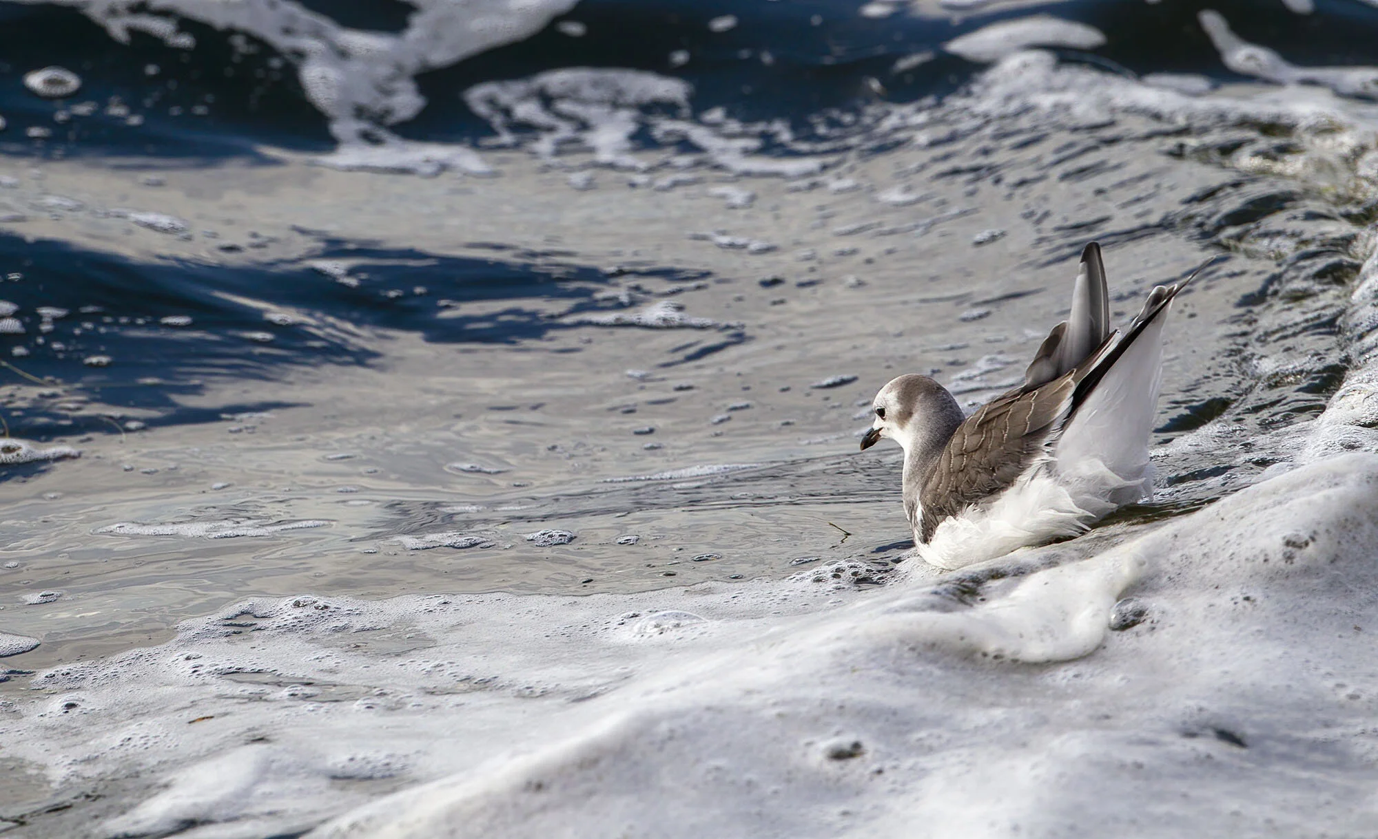 Sabine's Gull Belvide Reservoir September 2011