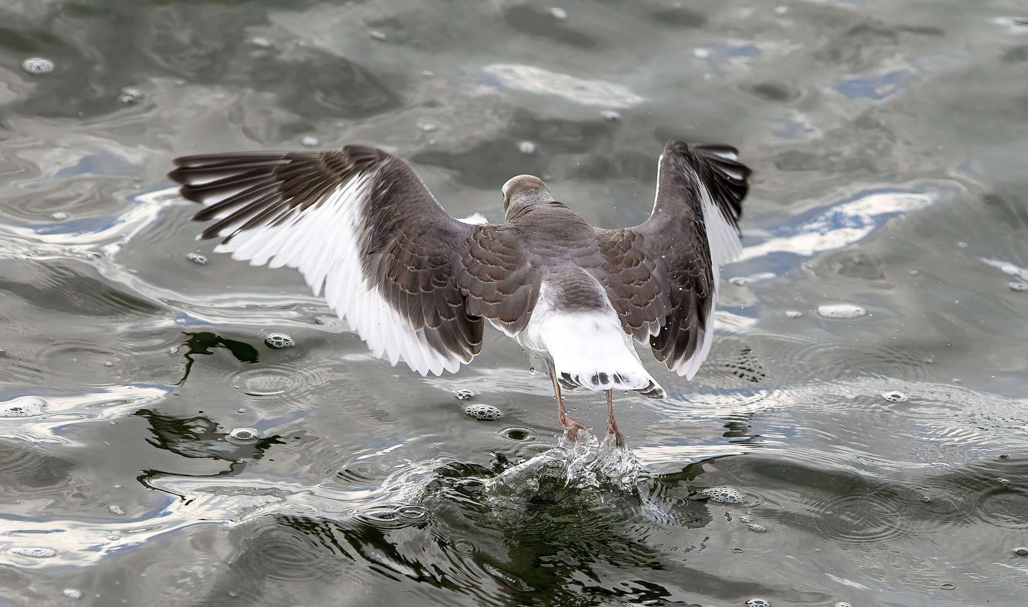 Sabine's Gull Belvide Reservoir September 2011