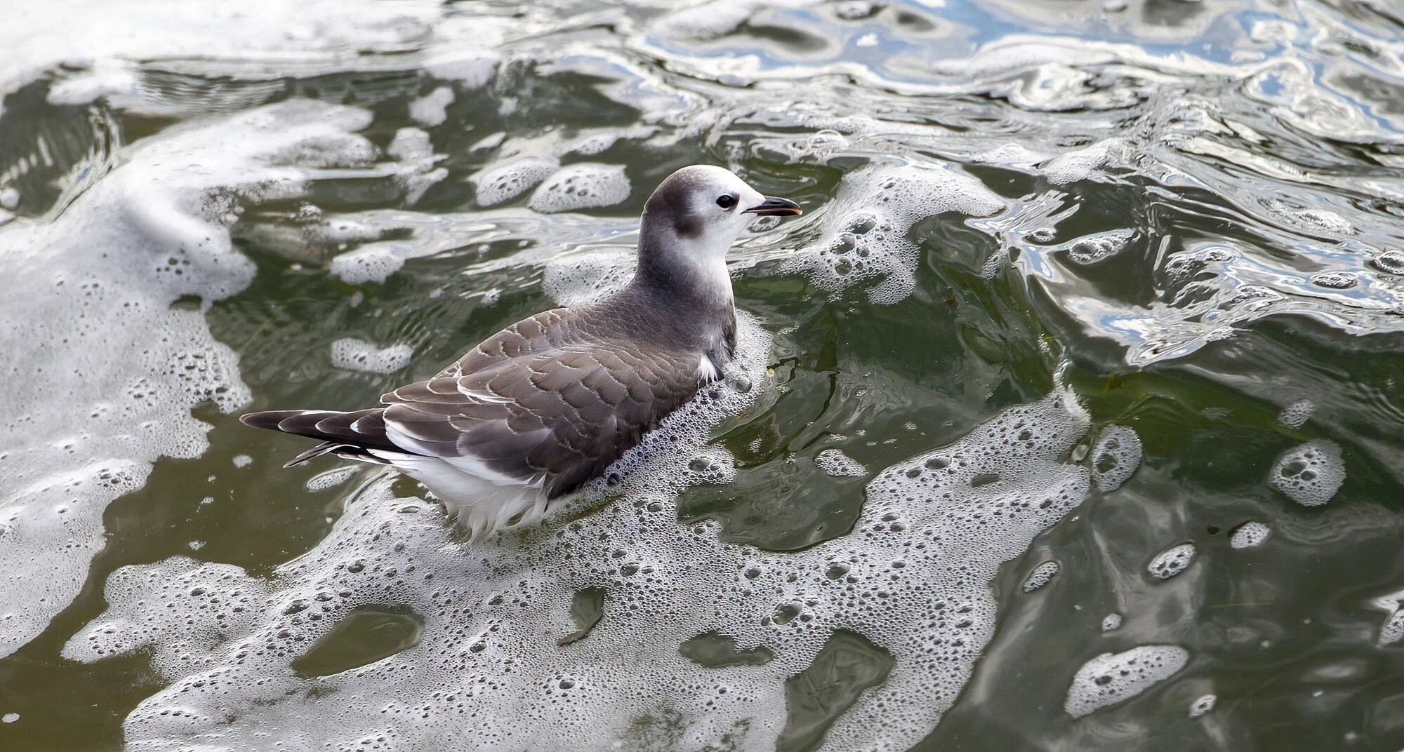 Sabine's Gull Belvide Reservoir September 2011