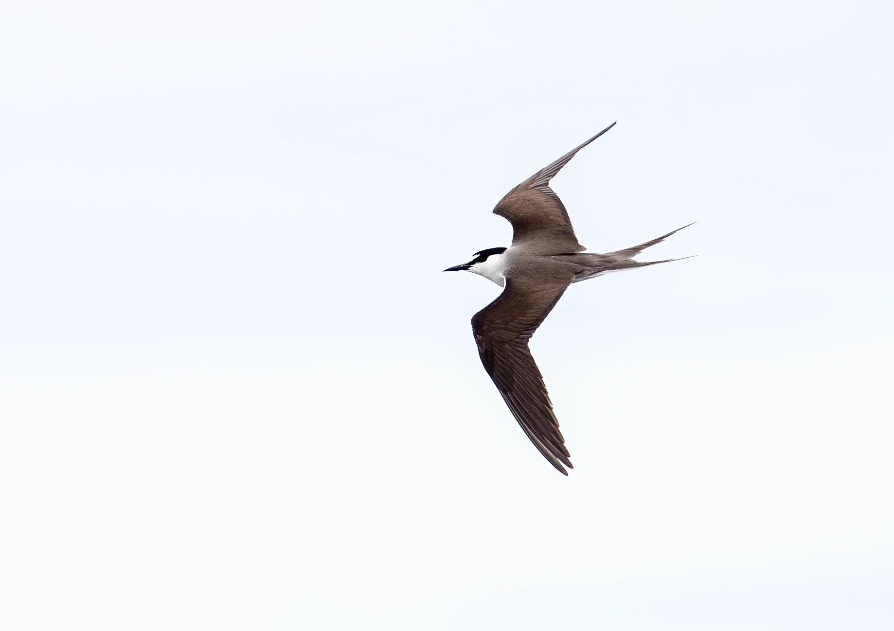 Bridled Tern Onychoprion anaethetus Inner Farne July 2013