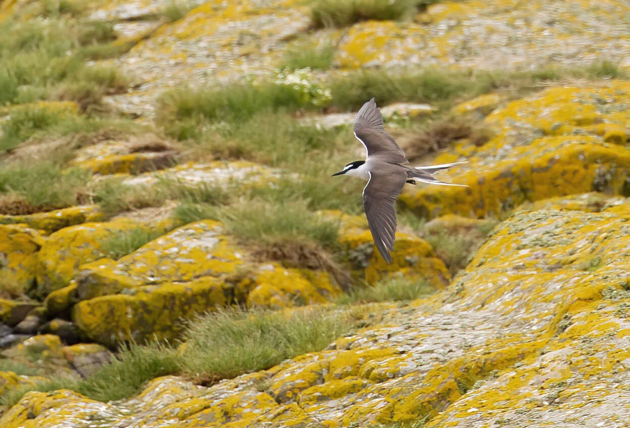 Bridled Tern Onychoprion anaethetus Inner Farne July 2013