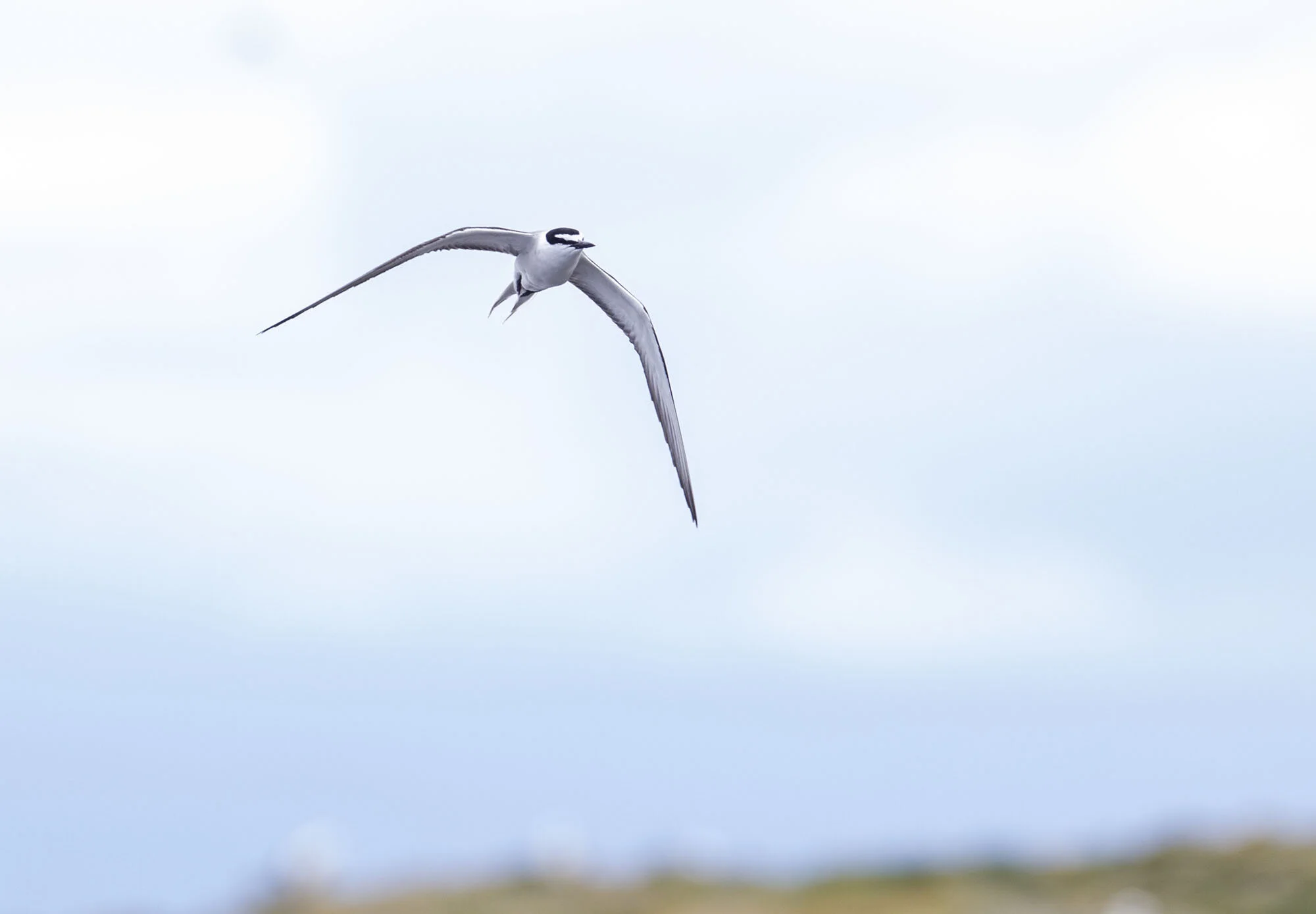 Bridled Tern Onychoprion anaethetus Inner Farne July 2013