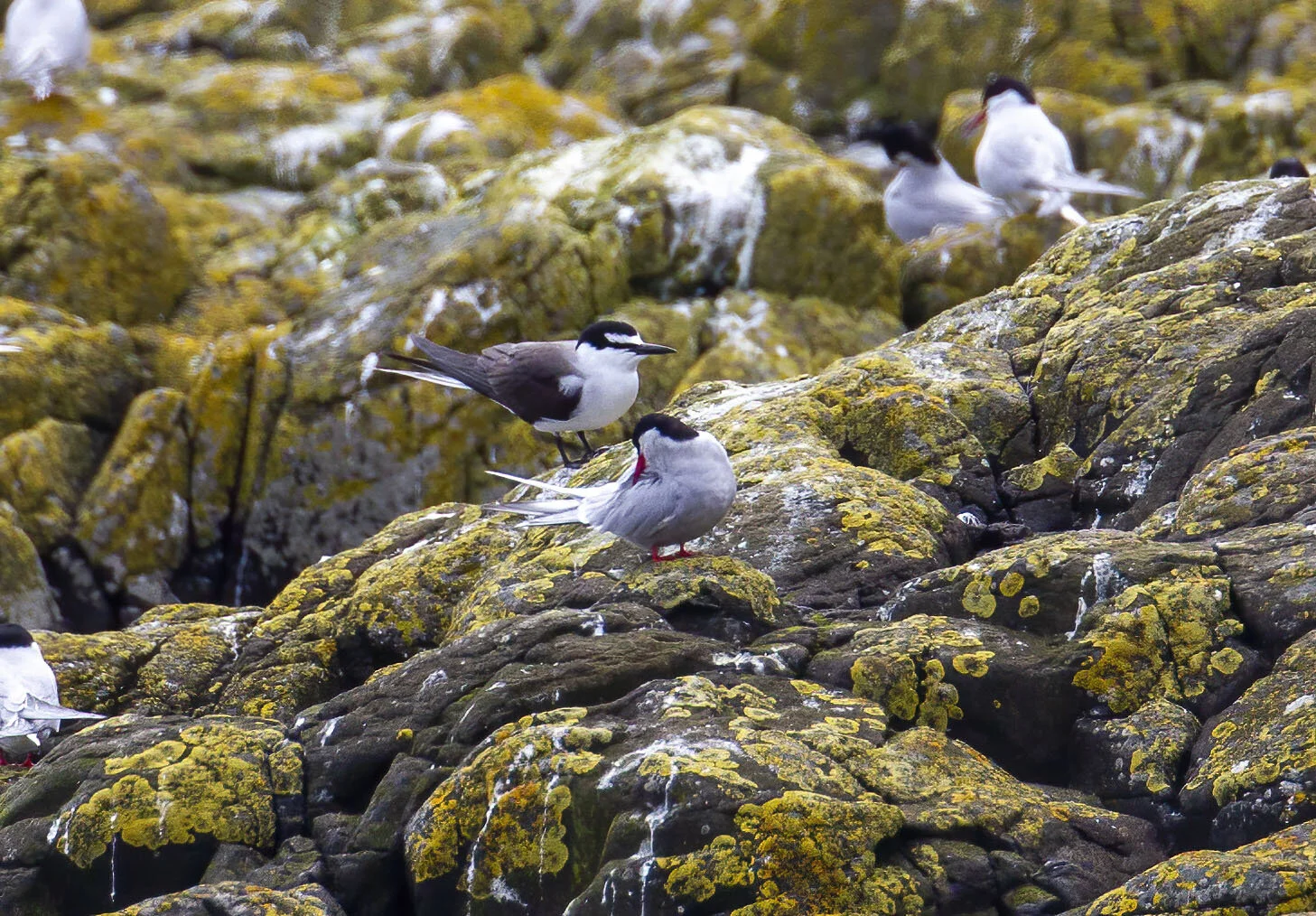 Bridled Tern Onychoprion anaethetus Inner Farne July 2013