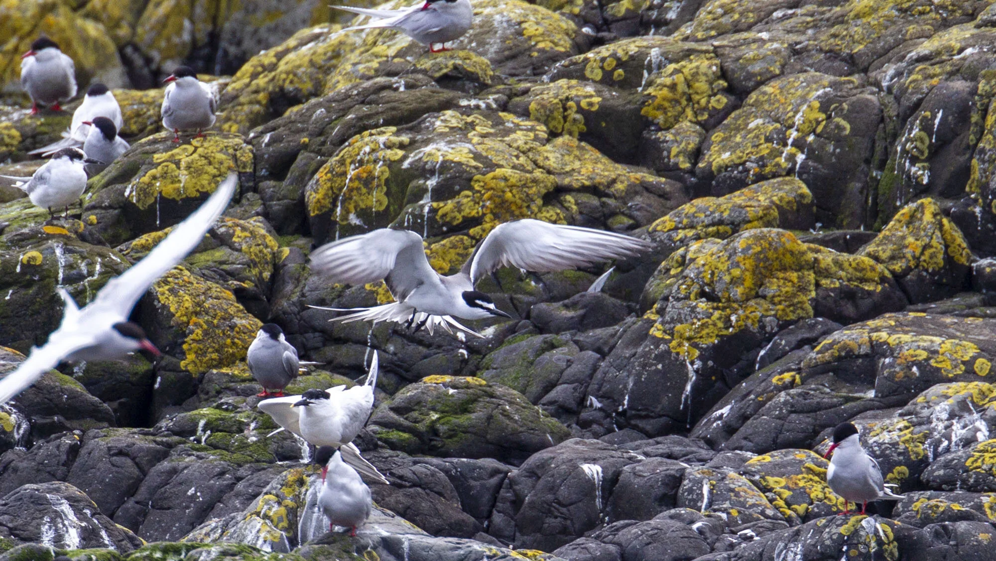 Bridled Tern Onychoprion anaethetus Inner Farne July 2013