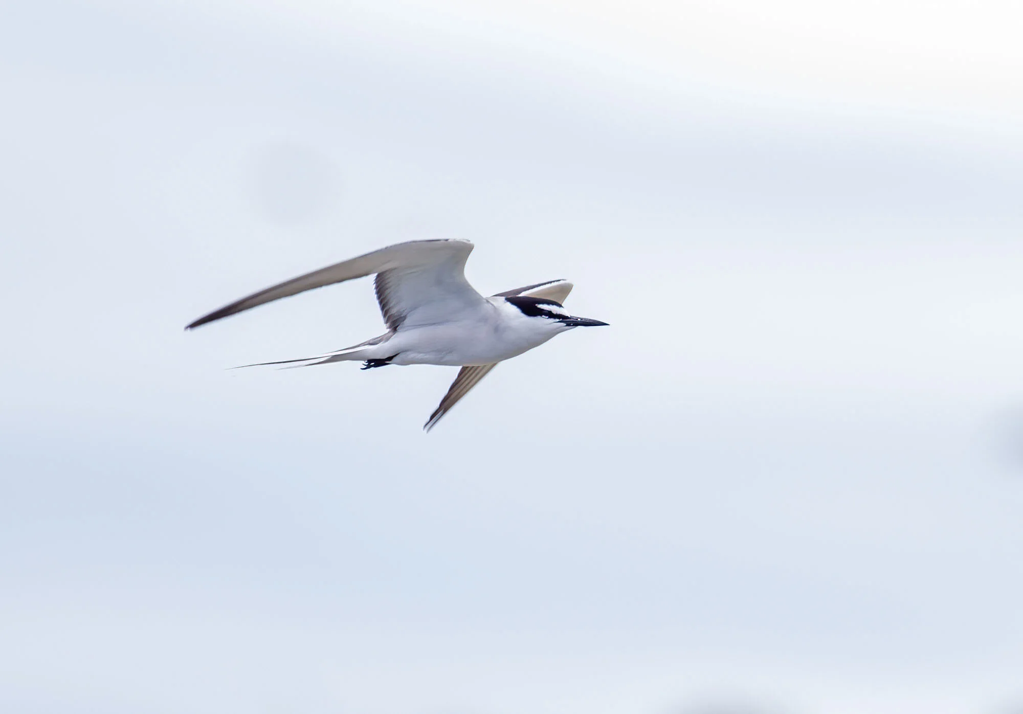 Bridled Tern Onychoprion anaethetus Inner Farne July 2013