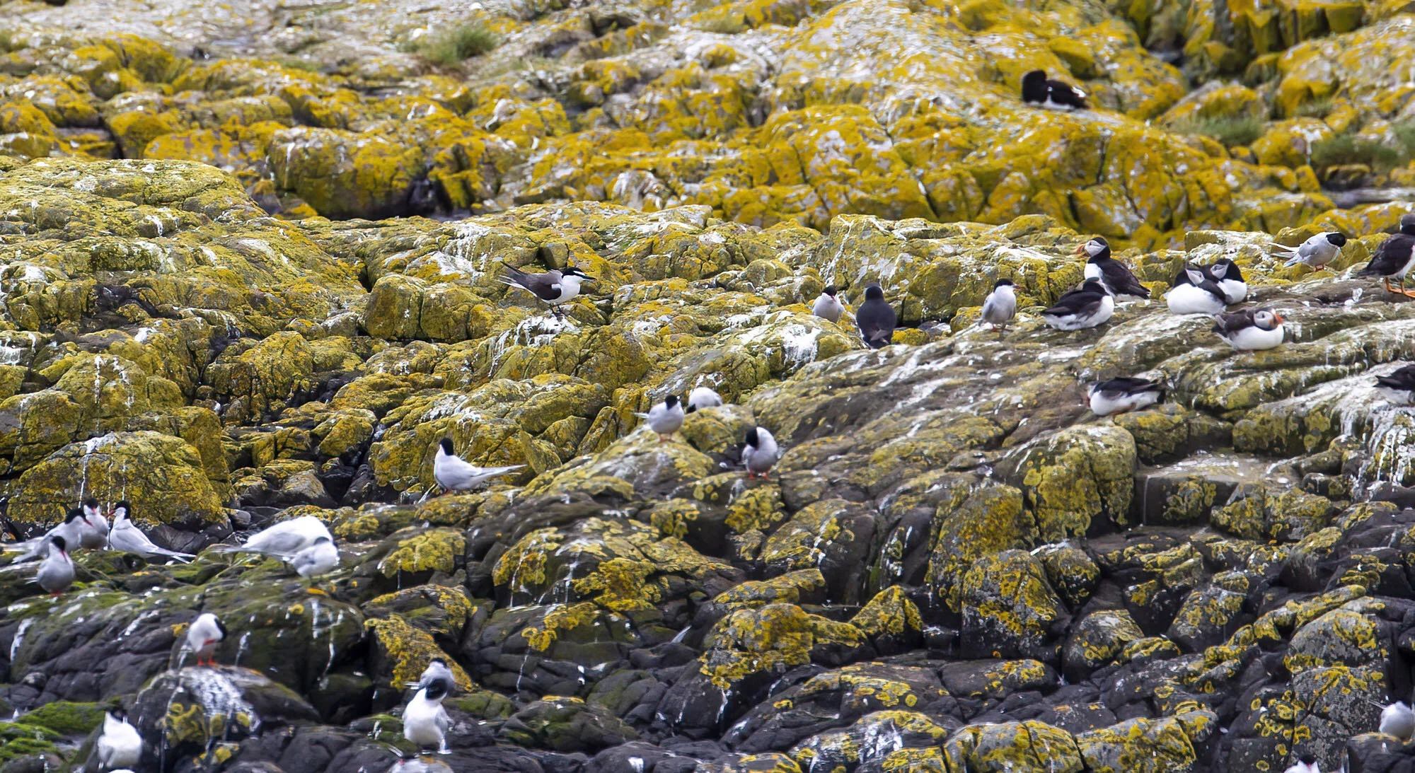Bridled Tern Onychoprion anaethetus Inner Farne July 2013