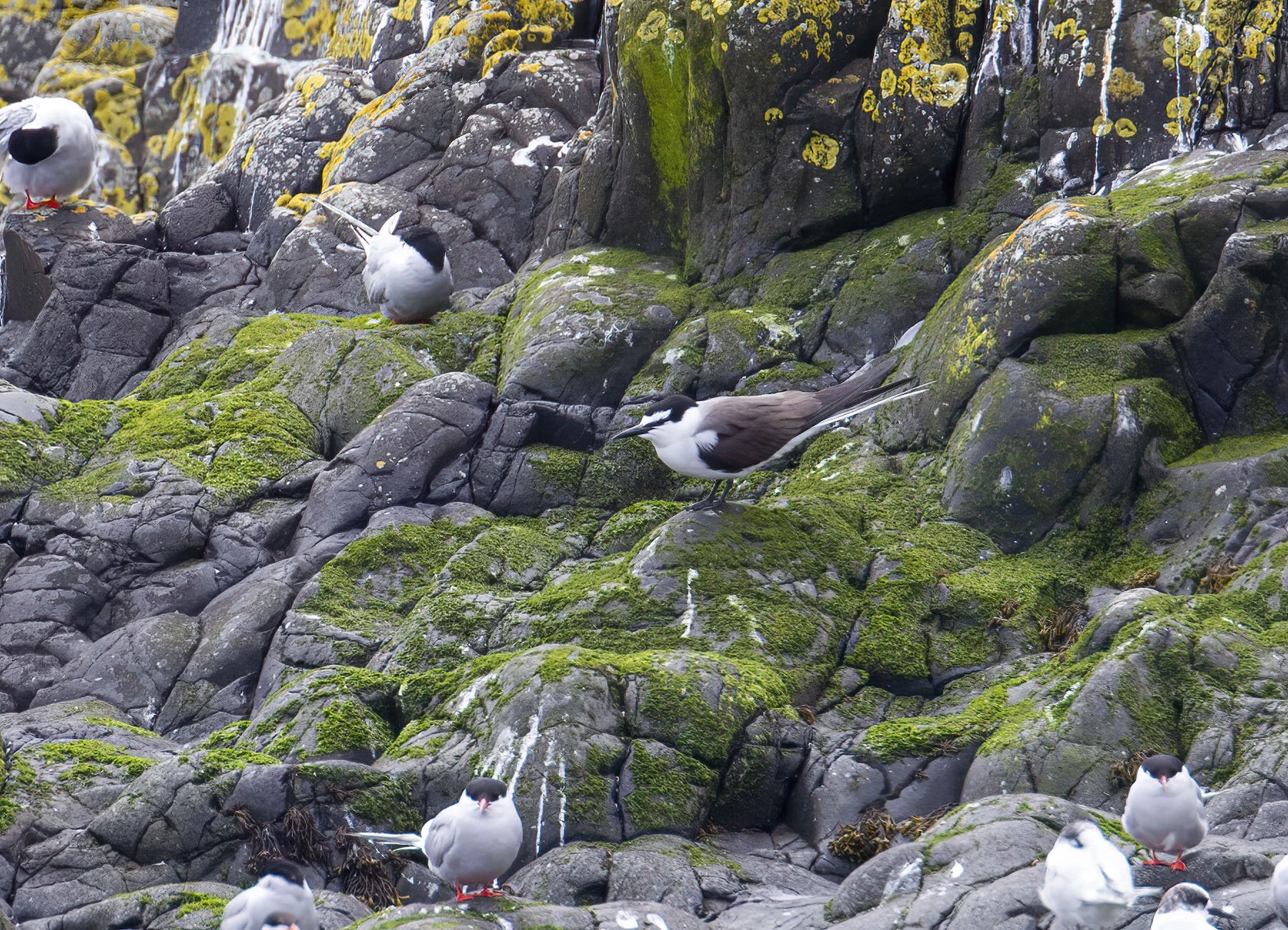 Bridled Tern Onychoprion anaethetus Inner Farne July 2013
