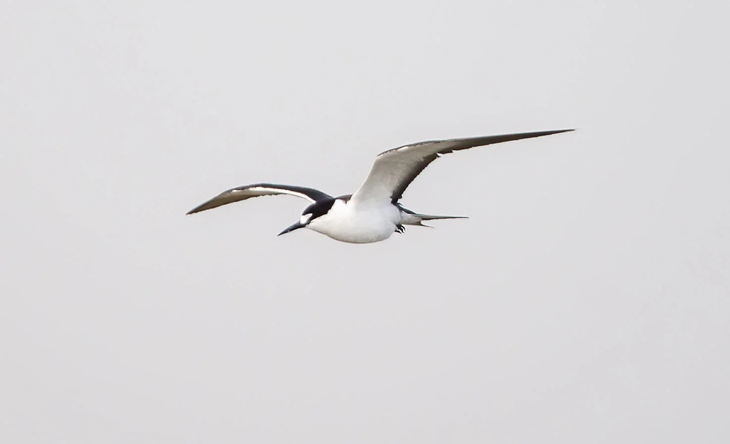 Sooty Tern Onychoprion fuscatus Cemlyn Anglesey July 2005