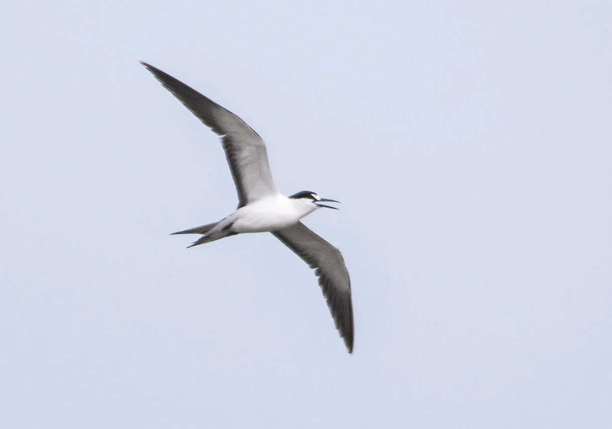 Sooty Tern Onychoprion fuscatus Cemlyn Anglesey July 2005