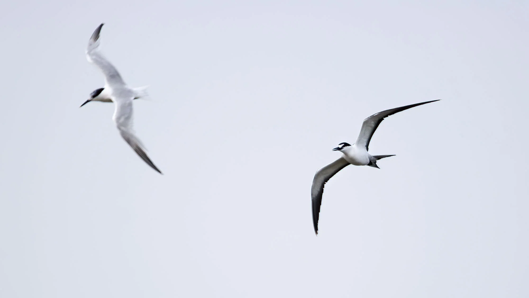 Sooty Tern Onychoprion fuscatus Cemlyn Anglesey July 2005