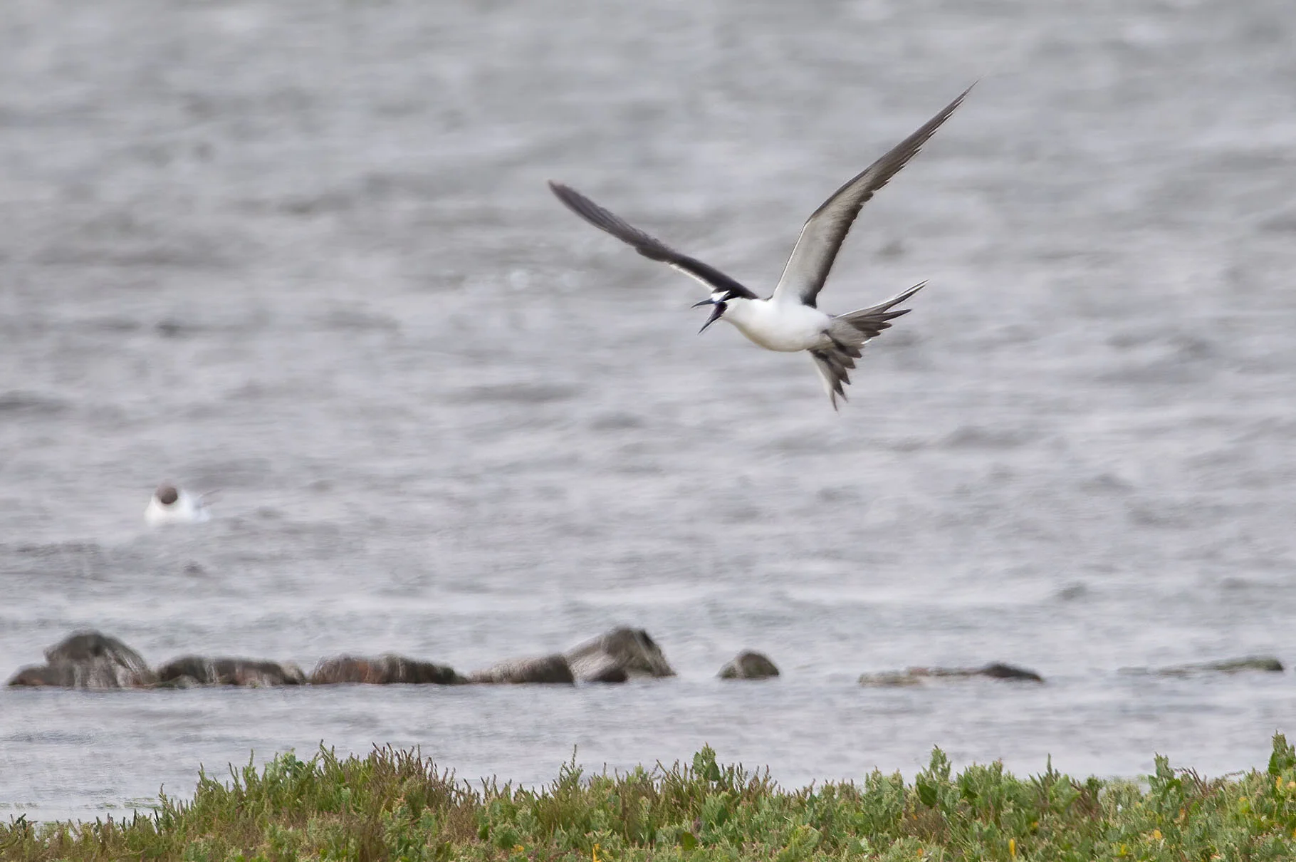 Sooty Tern Onychoprion fuscatus Cemlyn Anglesey July 2005