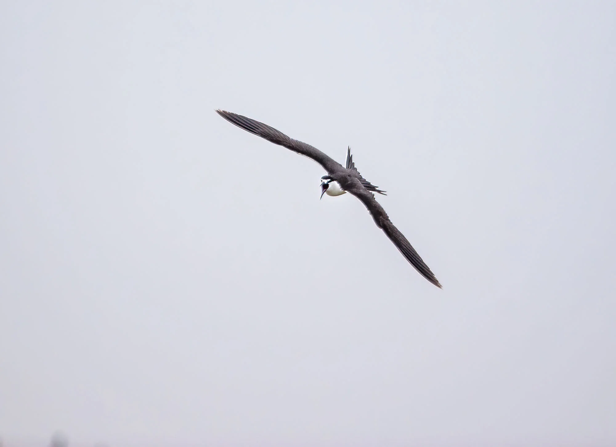 Sooty Tern Onychoprion fuscatus Cemlyn Anglesey July 2005