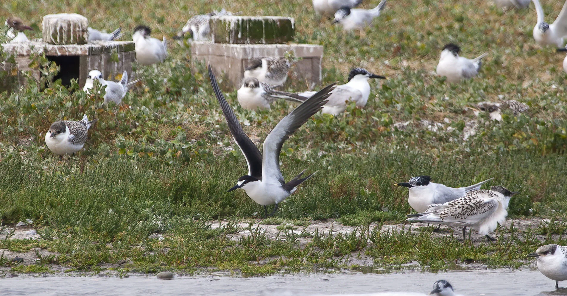 Sooty Tern Onychoprion fuscatus Cemlyn Anglesey July 2005