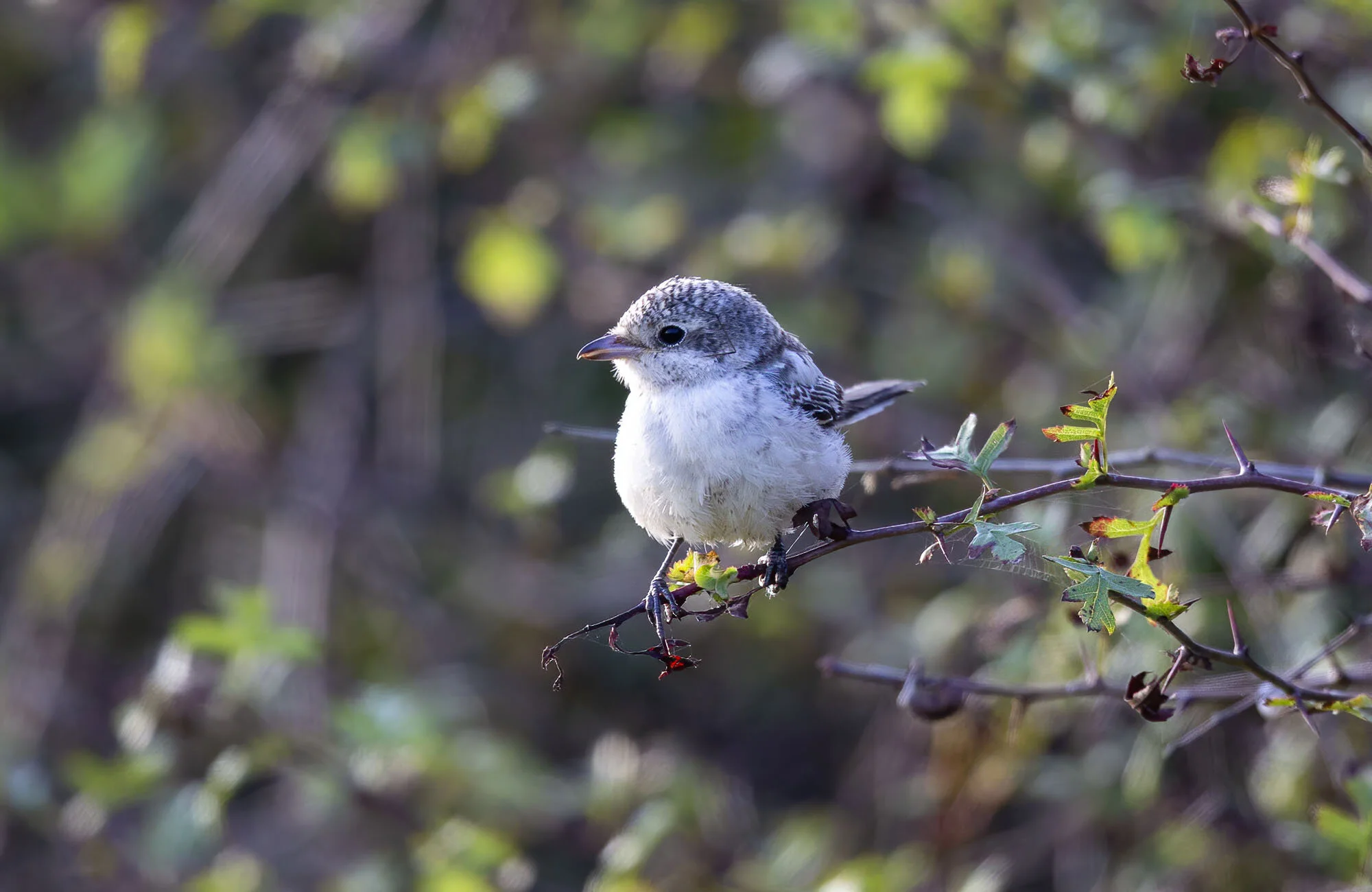 Masked Shrike Lanius nubicus juvenile, Kilnsea September 2014