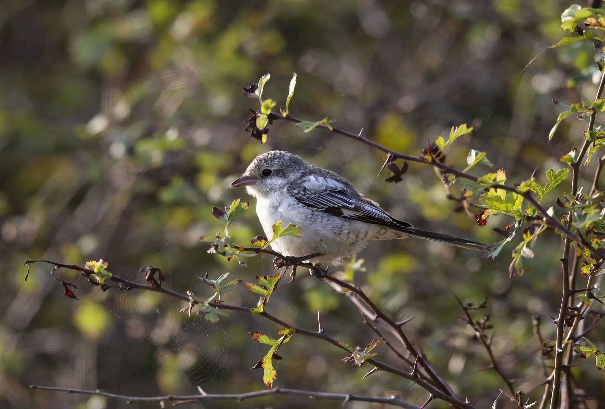 Masked Shrike Lanius nubicus juvenile, Kilnsea September 2014