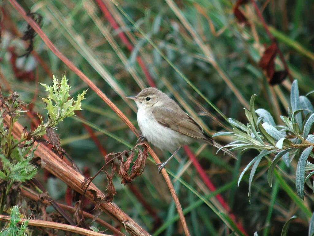 Lincolnshire Rare Birds — Graham Catley Photography
