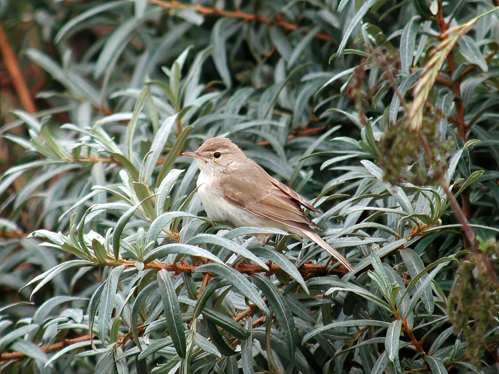 Lincolnshire Rare Birds — Graham Catley Photography