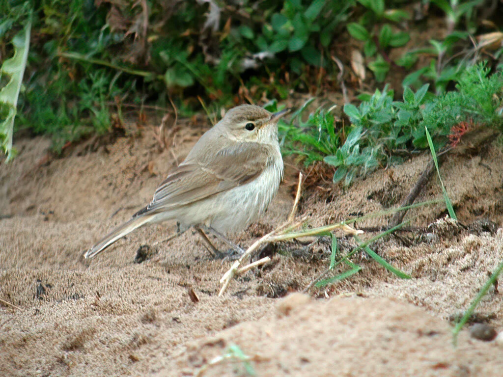 Lincolnshire Rare Birds — Graham Catley Photography