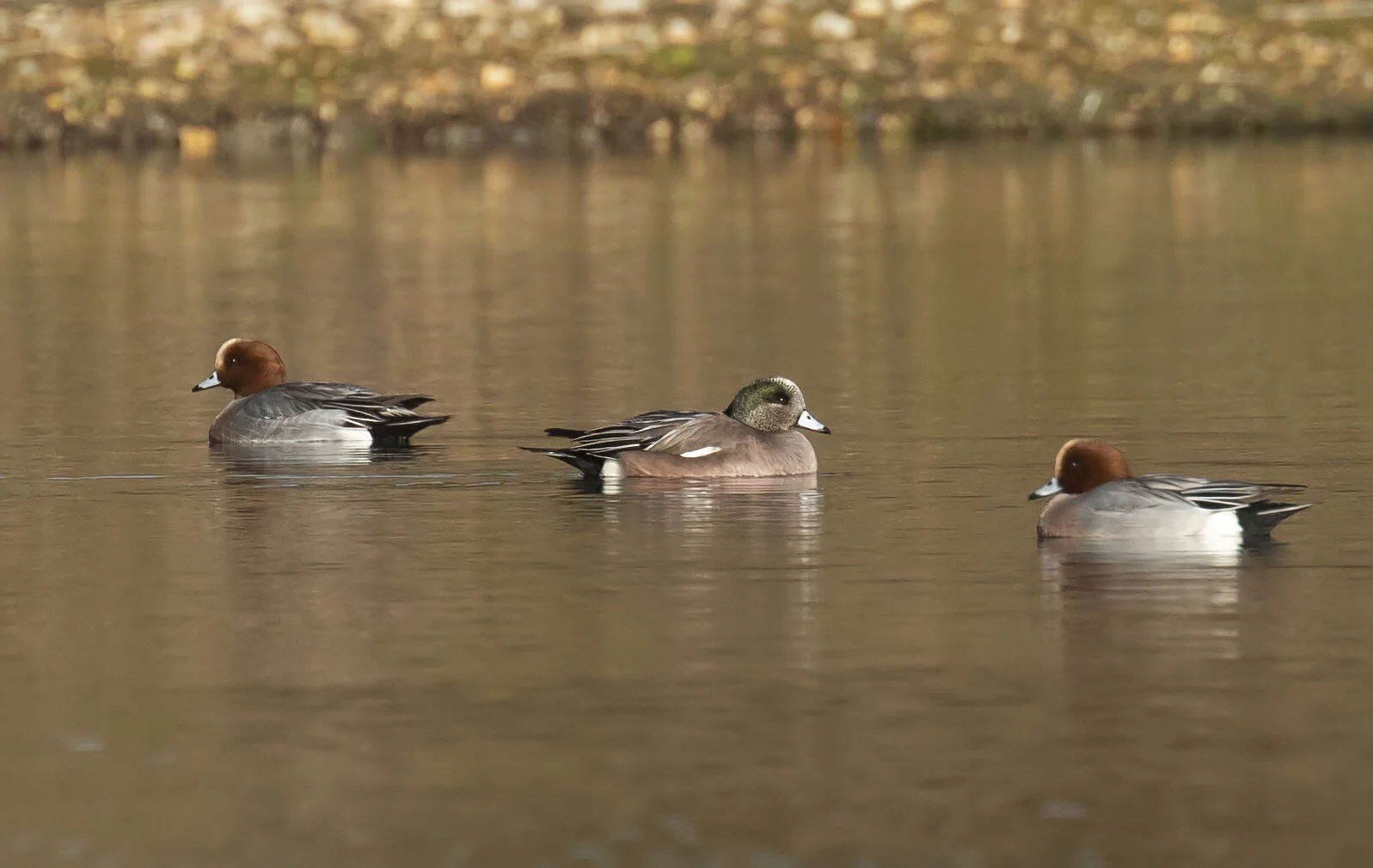 American Wigeon Mareca americana Kirkby-on-Bain pits January 2019