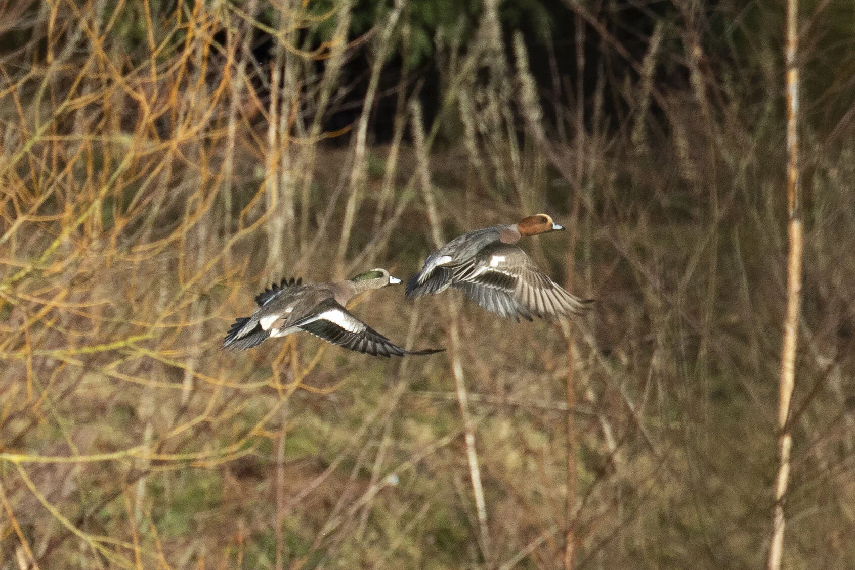 American Wigeon Mareca americana Kirkby-on-Bain pits January 2019