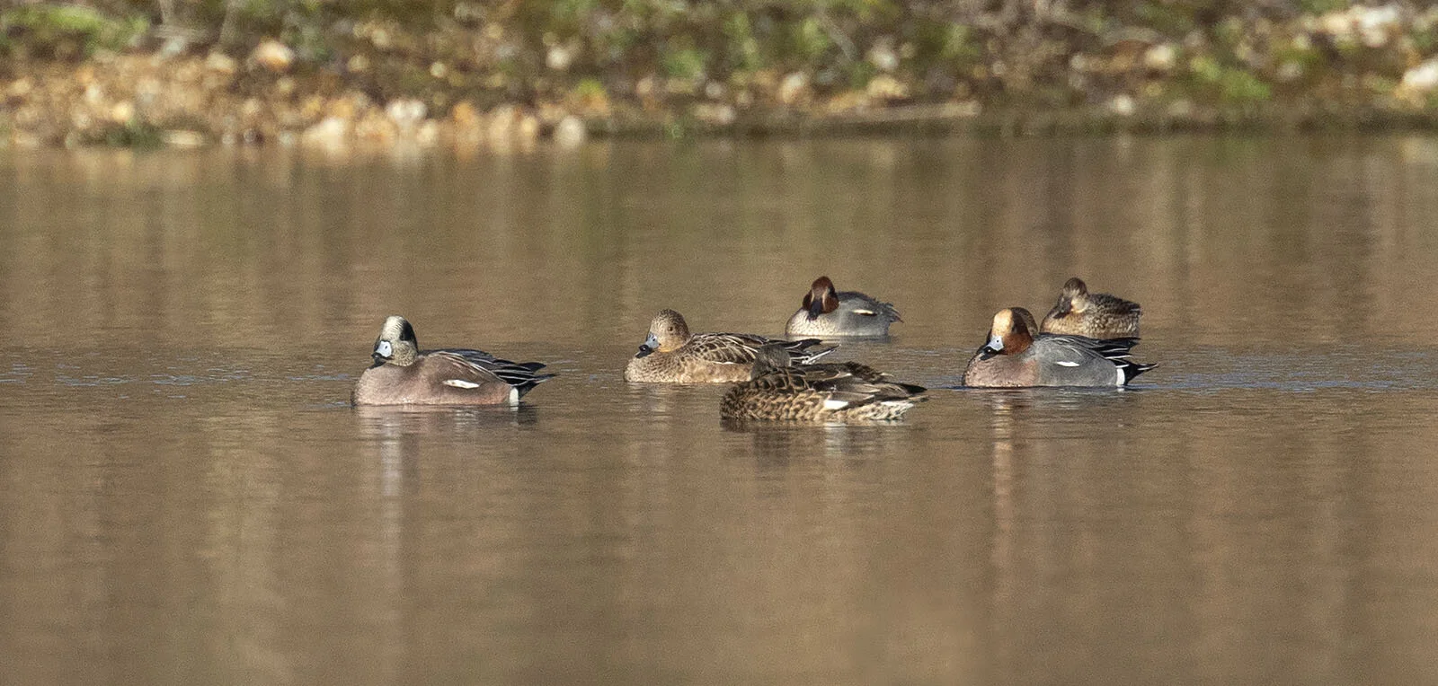 American Wigeon Mareca americana Kirkby-on-Bain pits January 2019