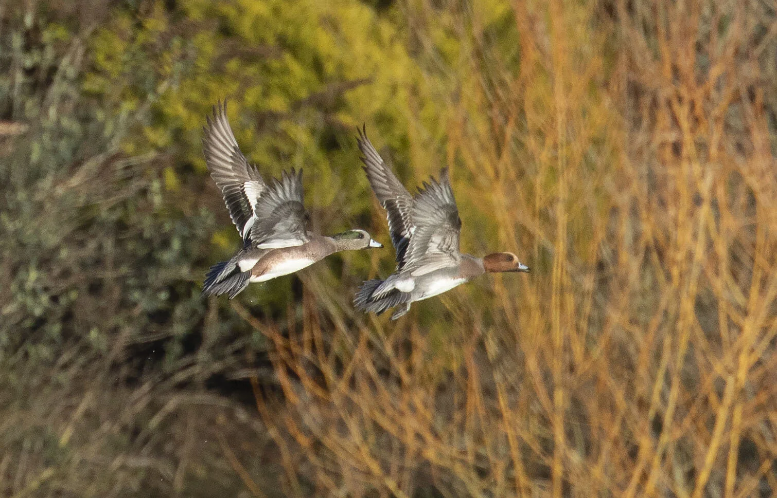 American Wigeon Mareca americana Kirkby-on-Bain pits January 2019