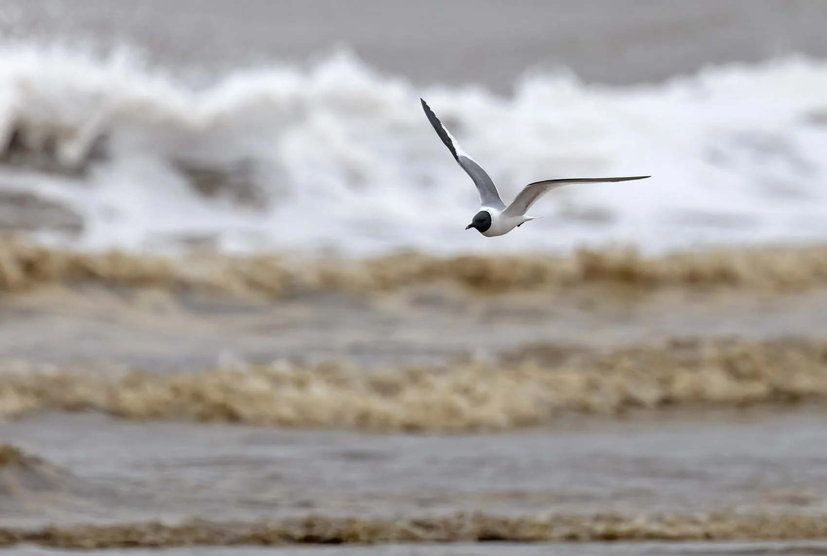 Sabine's Gull Xema sabini Sutton-on-Sea Lincolnshire August 29th 2020