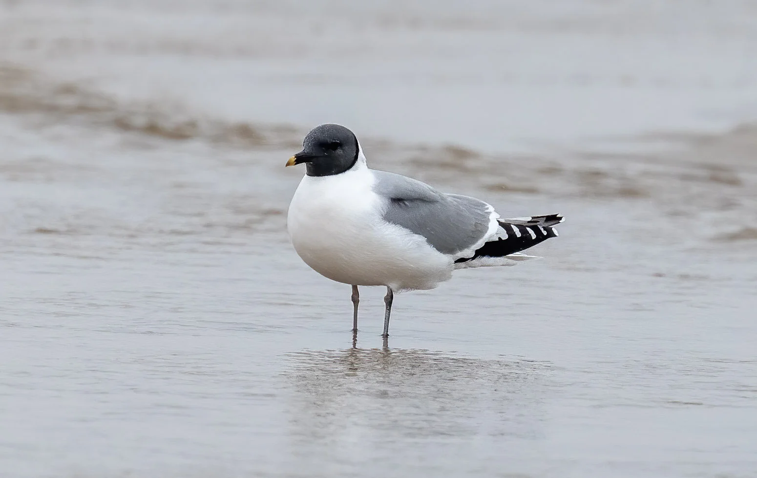 Sabine's Gull Xema sabini Sutton-on-Sea Lincolnshire August 29th 2020
