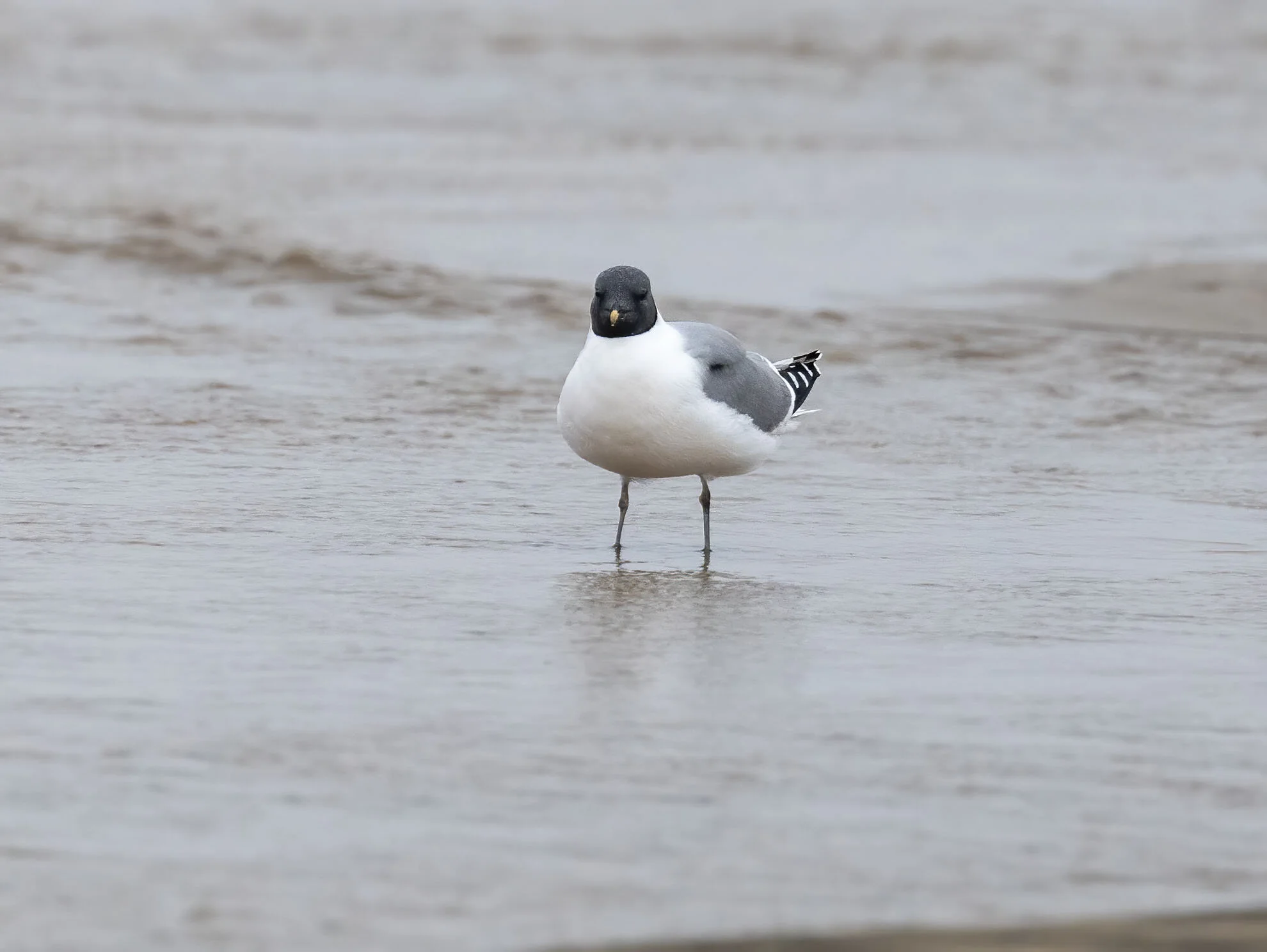 Sabine's Gull Xema sabini Sutton-on-Sea Lincolnshire August 29th 2020