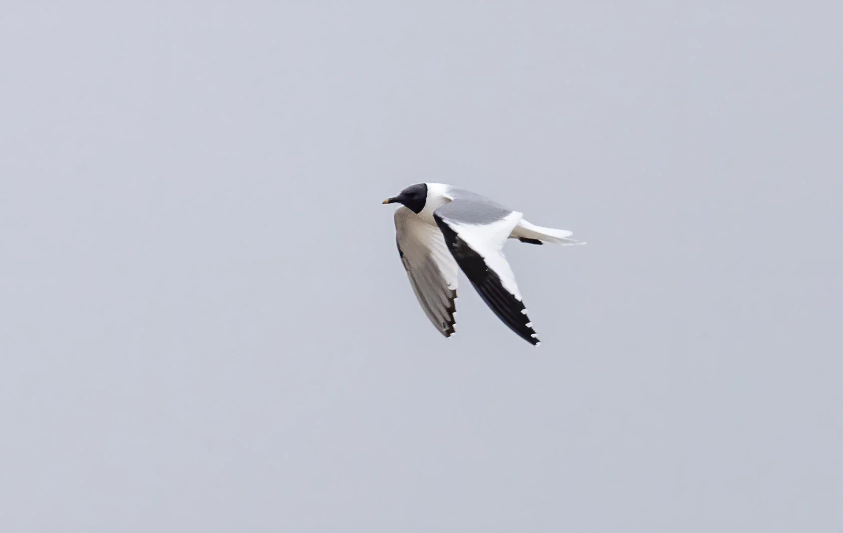 Sabine's Gull Xema sabini Sutton-on-Sea Lincolnshire August 29th 2020