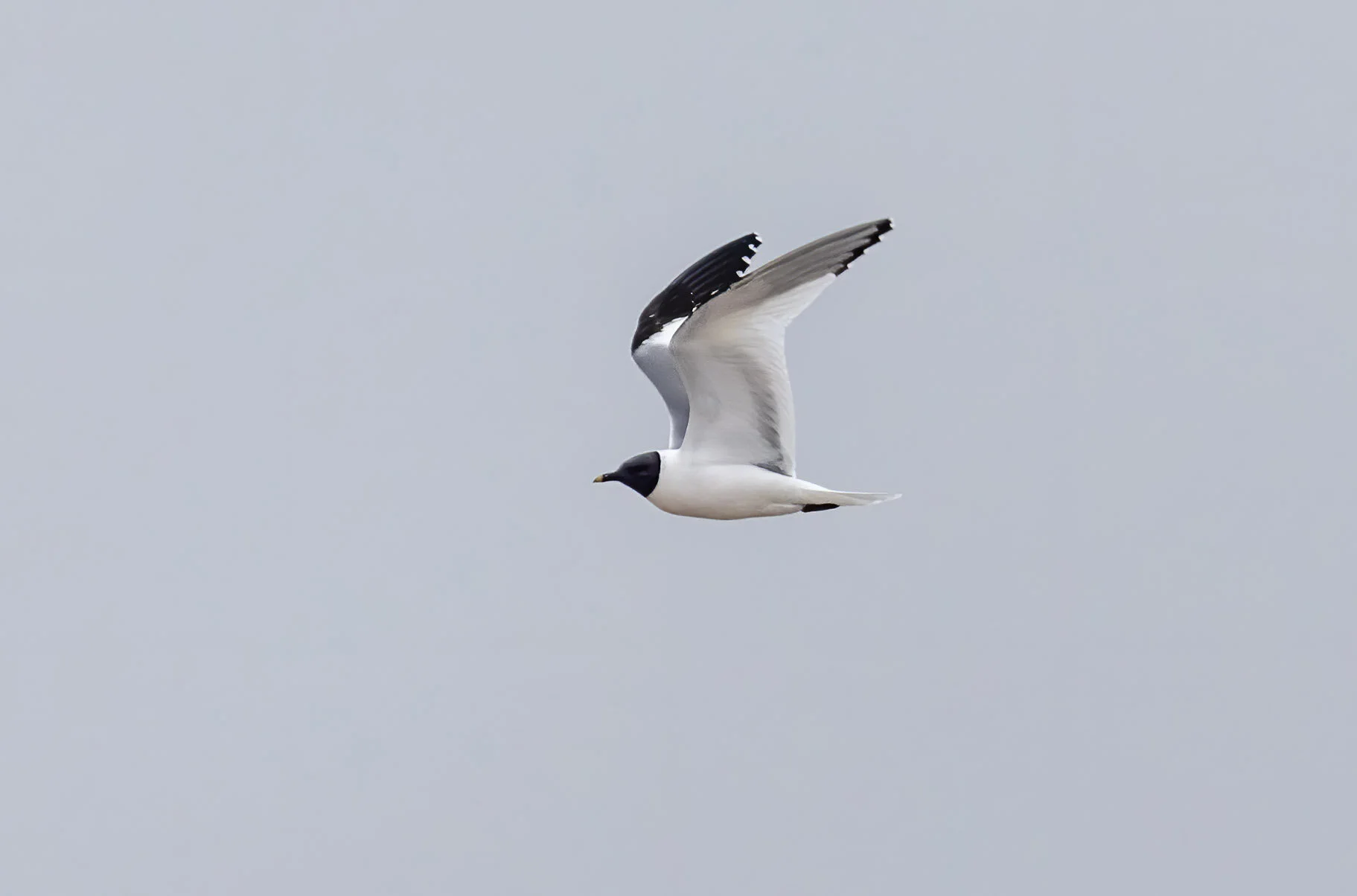 Sabine's Gull Xema sabini Sutton-on-Sea Lincolnshire August 29th 2020