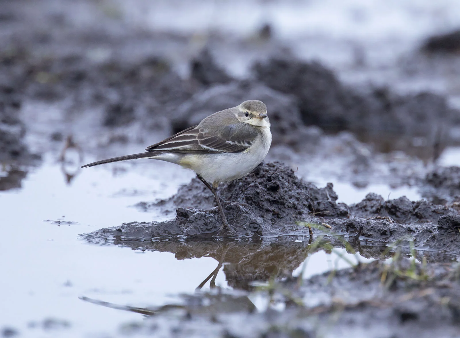 Eastern Yellow Wagtail Motacilla tschutschensis Prestwick Carr Northiumberland December 23rd 2019