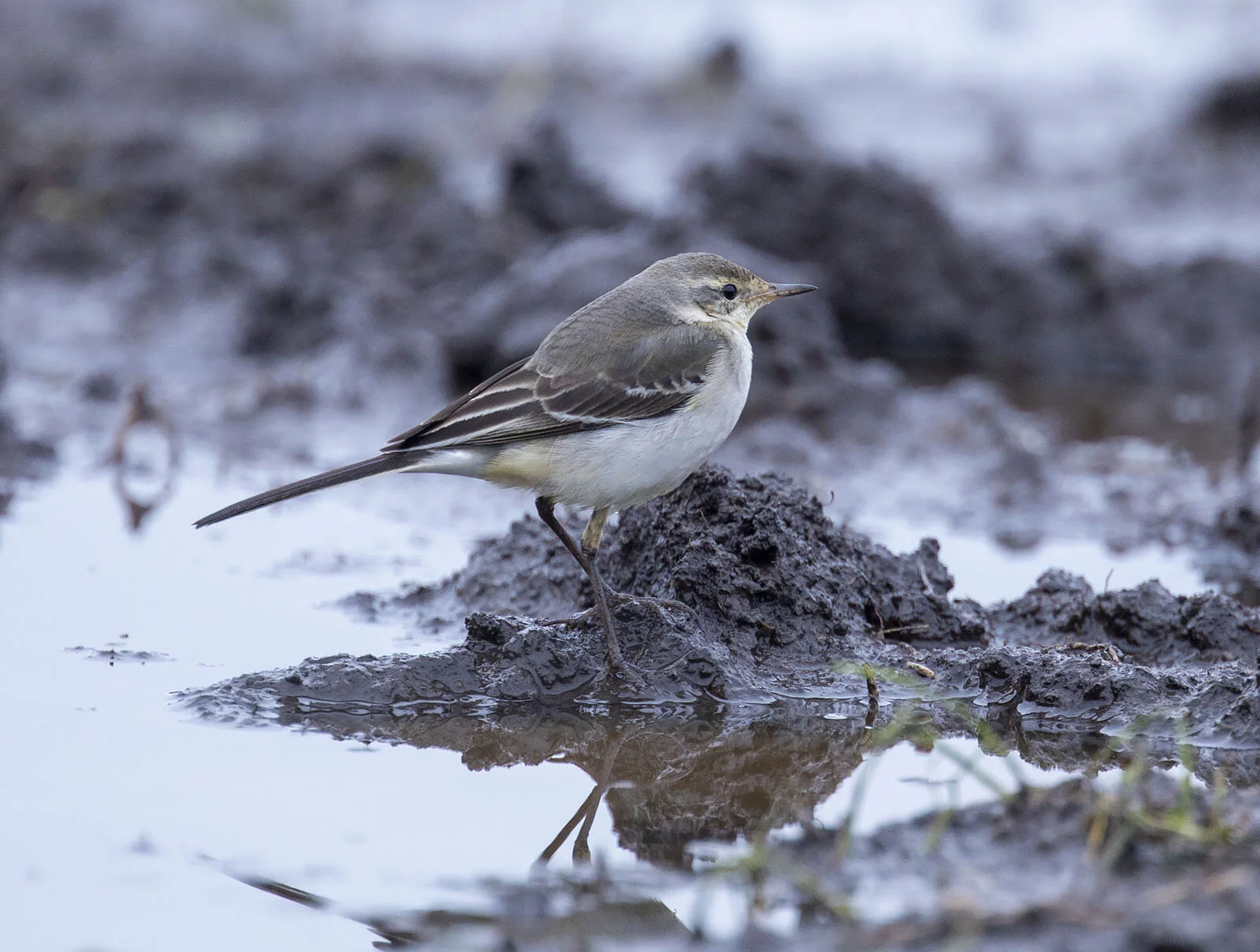 Eastern Yellow Wagtail Motacilla tschutschensis Prestwick Carr Northiumberland December 23rd 2019