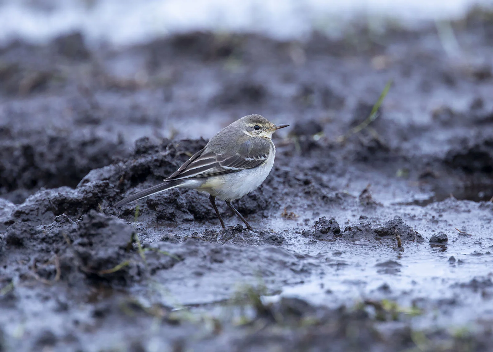 Eastern Yellow Wagtail Motacilla tschutschensis Prestwick Carr Northiumberland December 23rd 2019