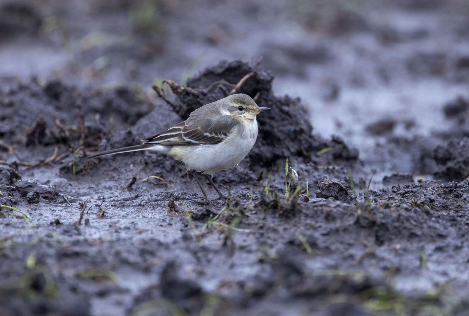 Eastern Yellow Wagtail Motacilla tschutschensis Prestwick Carr Northiumberland December 23rd 2019