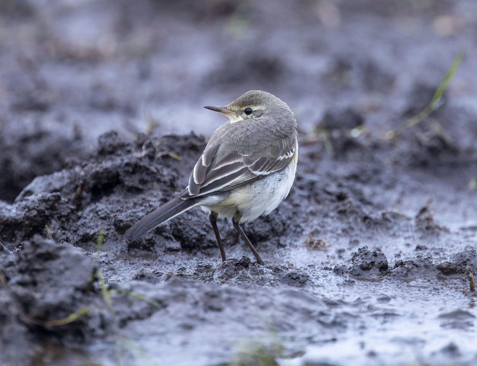 Eastern Yellow Wagtail Motacilla tschutschensis Prestwick Carr Northiumberland December 23rd 2019