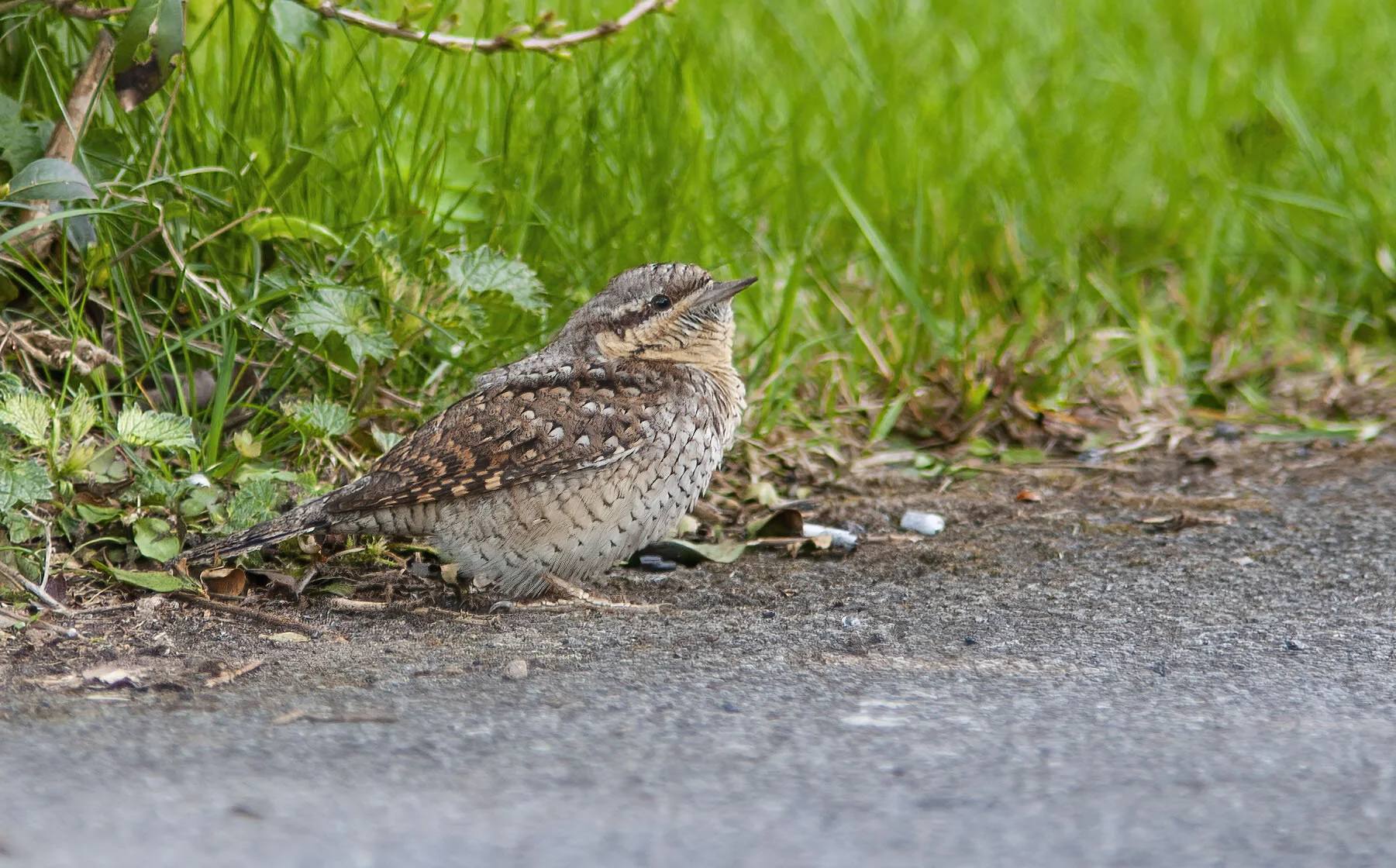 Wryneck Jynx torquilla Alkborough April 2006