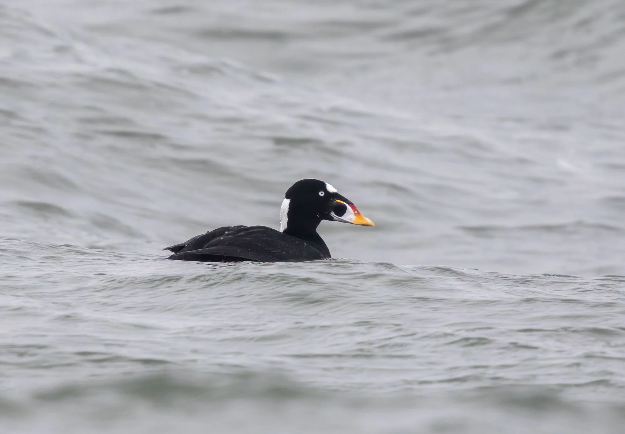 Surf Scoter Melanitta perspicillata Fioley, North Yorkshire February 2015
