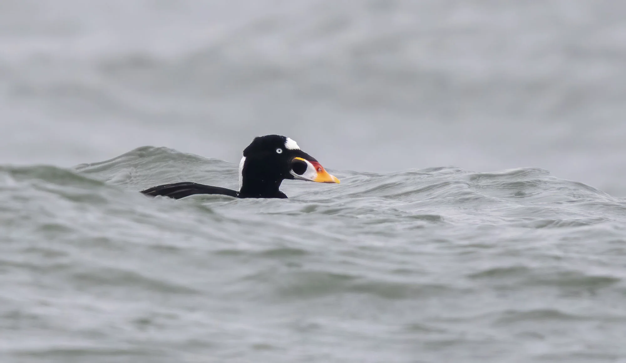 Surf Scoter Melanitta perspicillata Fioley, North Yorkshire February 2015