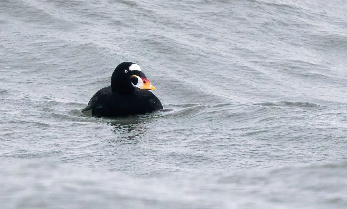 Surf Scoter Melanitta perspicillata Fioley, North Yorkshire February 2015