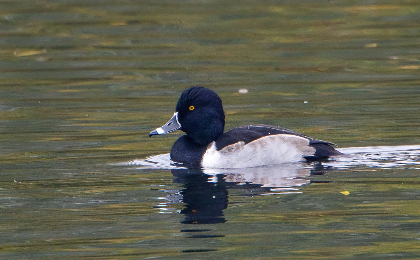 Ring-necked Duck Aythya collaris Kirkby Pits Lincs October 2009