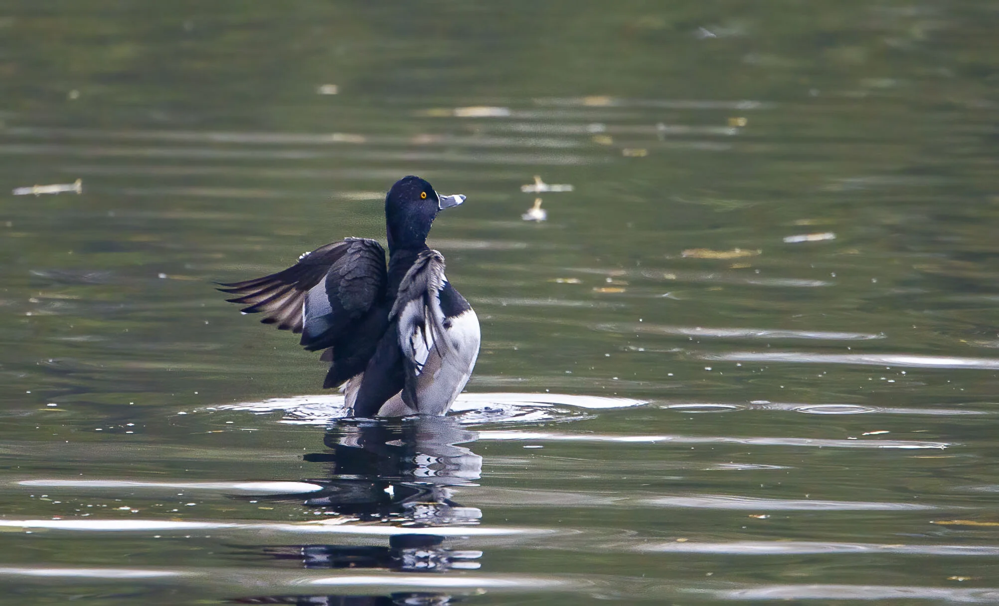 Ring-necked Duck Aythya collaris Kirkby Pits Lincs October 2009