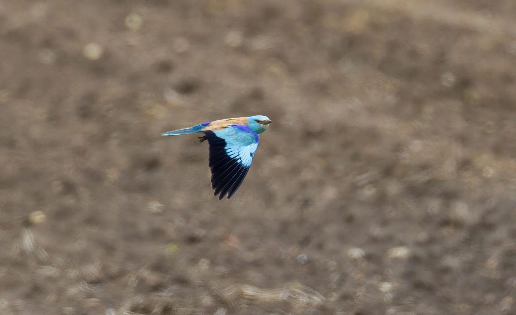 Roller Coracias garrulus Aldborough ERast Yorkshire June 2012