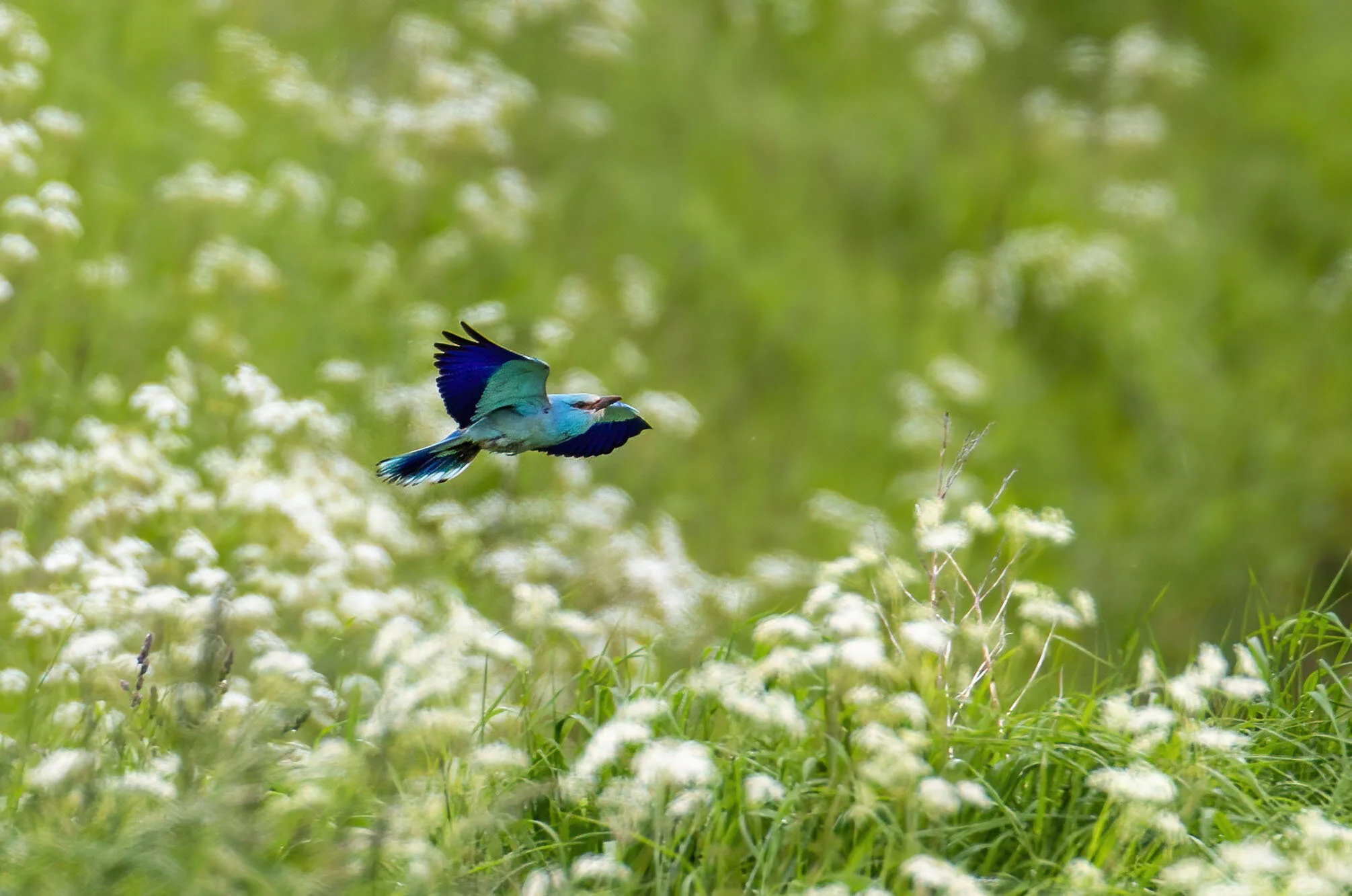 Roller Coracias garrulus Aldborough ERast Yorkshire June 2012